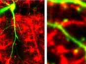 formación memoria modifica estructura función astrocitos sólo neuronas