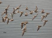 zarapitines encantan marismas santoña