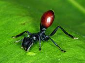 Mind Altering Organisms: Hormigas culo Baya