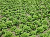 dudas soñar huertas huertos