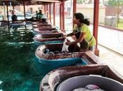 Lavaderos comunitarios. Guatemala