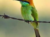 Abejaruco esmeralda