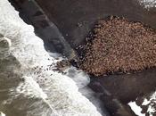 ¿Por llegado 35.000 morsas costa Alaska?