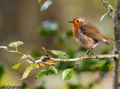 Esas maravillosas aves-those wonderful birds