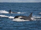 orcas capaces aprender comunicarse delfines