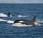 orcas capaces aprender comunicarse delfines