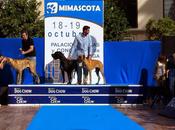 Aprendizaje, diversión solidaridad pasarela animal mascota 2014, plaza constitución málaga