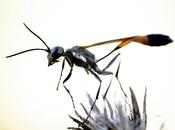 Ammophila
