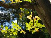 Otoño para pasear…interiormente