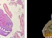 ¡Sorpresa microscopio!