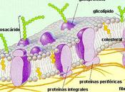Membranas celulares