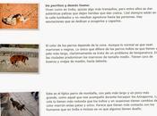 Curiosidades tailandia