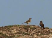 Bisbita alpino Peñas