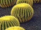 Cactus populares