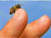 ¿Cómo prevenir picaduras abejas avispas?