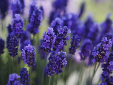 Cómo cosechar Lavanda