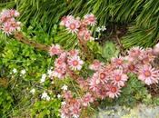 Flora senderos. Siempreviva Valle Benasque