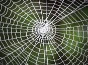 Significado curiosidades soñar telarañas.