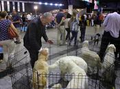 Comienza edición familiar mascota, actividades para todas edades nuevas especies