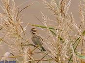 BIGOTUDOS CAÑAS-NAVARRA-Panurus biarmicus cañas Navarra Spain