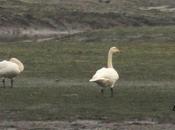 Primeros indicios invernada