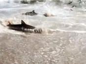 Frenesí alimentación tiburones orilla playa (vídeo)