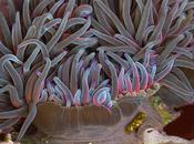 Colores tropicales Cantábrico