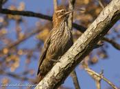 Chinchero grande (Scimitar-billed Woodcreeper) Drymornis bridgesii