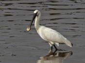 Campeonato Ibérico Aves Esbeltas