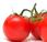 Tomates modificados para eliminar colesterol