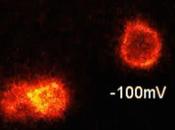 Veneno tarántula para iluminar actividad eléctrica células vivas