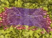 Complejo Golgi
