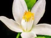 Trucos caseros para insomnio azahar