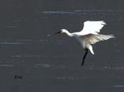 cisnes cantores continúan marisma