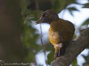 Carpintero oliva chico (Little Woodpecker) Veniliornis passerinus