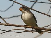 Corbatita blanco (White-bellied Seedeater) Sporophila leucoptera