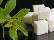 stevia orégano, dama vagabundo