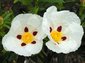 Propiedades Jara (Cistus ladanifer)