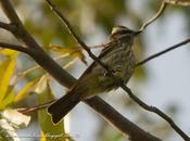 Tuquito Rayado (Variegated Flycatcher) Empidonomus varius