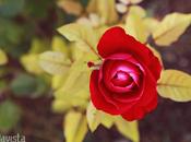 Rosa roja otoño