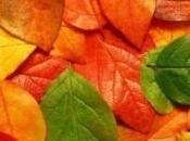 Marzioni. Hojas hojas