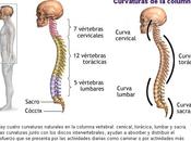 columna vertebral como pilar cuerpo