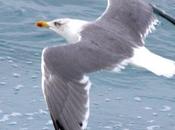 Larus michahellis-gaviota patiamarilla-yellow legged gull