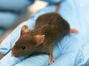 Estudio España: proteína controla supervivencia ratones linfoma