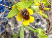 Primera cita Ophrys lutea para Sierra Chinchilla