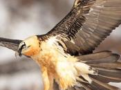 Turoperadores británicos descubren d’Aran como destino turismo ornitológico naturaleza