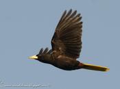 Yapú (Crested Oropendola) Psarocolius decumanus