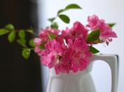 Rosas silvestres