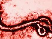 virus Ébola Marburgo “editan” material genético durante infección.
