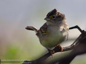 Cachilo ceja amarilla (Grassland Sparrow) Ammodramus humeralis